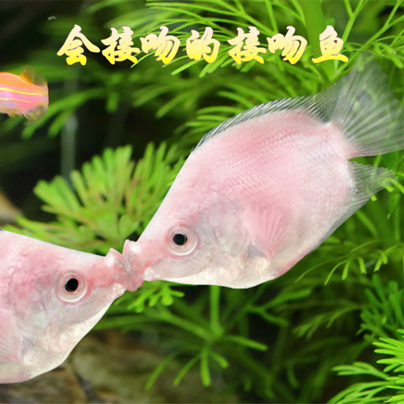 接吻鱼活体2条装 热带鱼观赏鱼萌萌哒 宠物鱼水族世界 亲嘴鱼包活