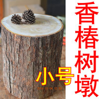 春树墩子 树墩 树桩 根雕椅墩 实木茶几凳子 茶凳 原木树桩香椿树