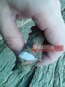 中药材杜仲皮30年野生杜仲 扯丝皮 手选厚皮500克