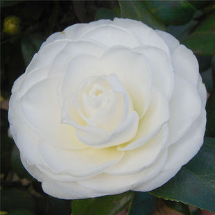 杰作茶花苗 盆栽茶花苗 原生多年茶花 白色茶花 美国品种茶花苗