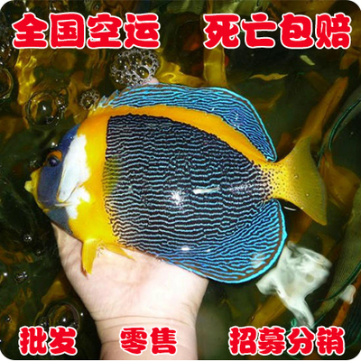 澳洲神仙成鱼-海水鱼/观赏鱼/活体/珊瑚水族/死亡全额包赔