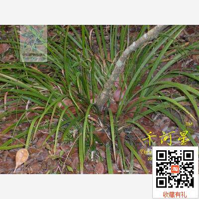 草土膳毕拔香料茴香菖蒲 水叶花苗去腥鱼香草湿地植物 闽三明