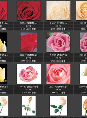 玫瑰花图片 一枝花鲜花 花瓣 花束 素材图片图库