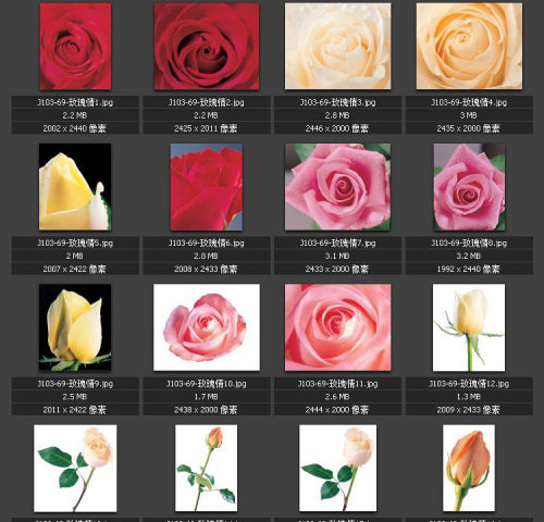 玫瑰花图片 一枝花鲜花 花瓣 花束 素材图片图库
