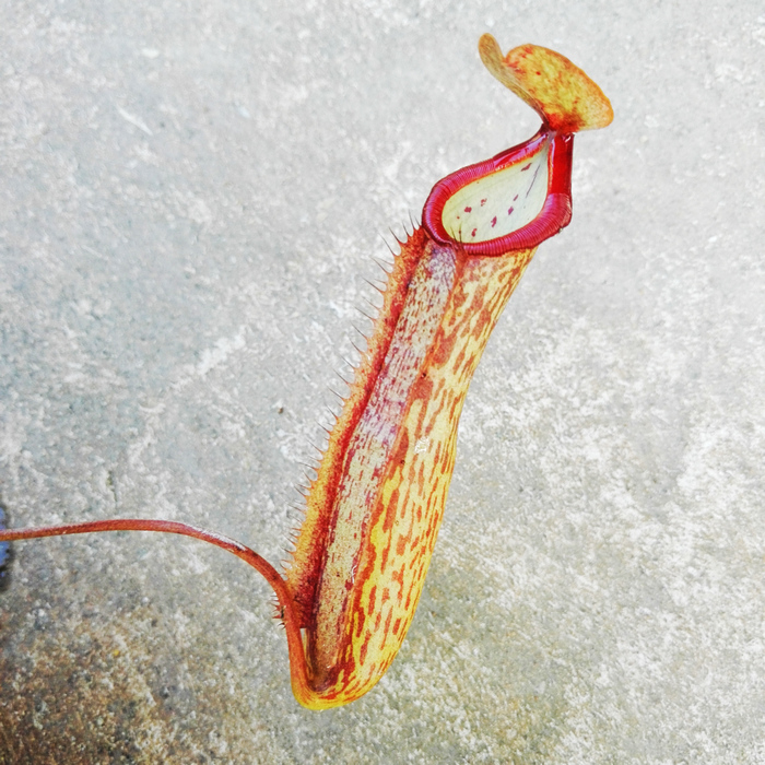 食虫植物-米兰达猪笼草 产家直销! 价格实在!花纹漂亮 笼子大!