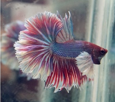 泰国斗鱼 白色大耳半月 精选活体宠物 两条及以上9折 仅限此款