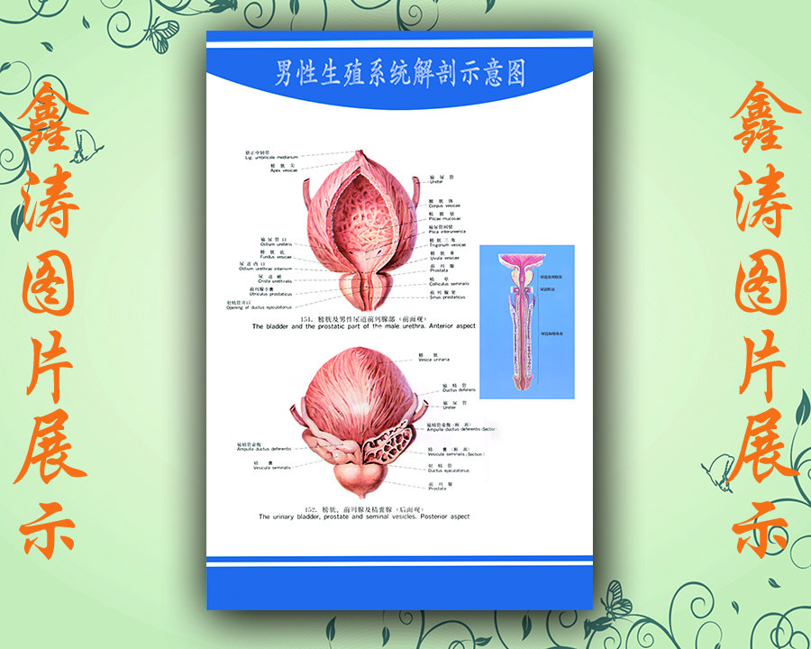 人体内脏器官功能面部耳鼻喉眼部男性生殖系统构造解剖挂图|ruв категории персональные настройки/разработка услуг/DIY, ежедневно/украшения на заказ, портрет/плакат печатных - от Buy2taobao.com для оказания профессиональной услуги покупки агента Taobao