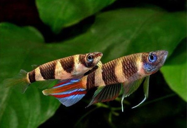 斑节将 斑节鳉  喷火鳉 上层鱼 草缸吃油膜1.5-2cm