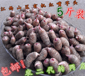 2023江西农家现挖新鲜山红梗芽牛奶芋头香软糯粉小圆毛芋艿仔5斤