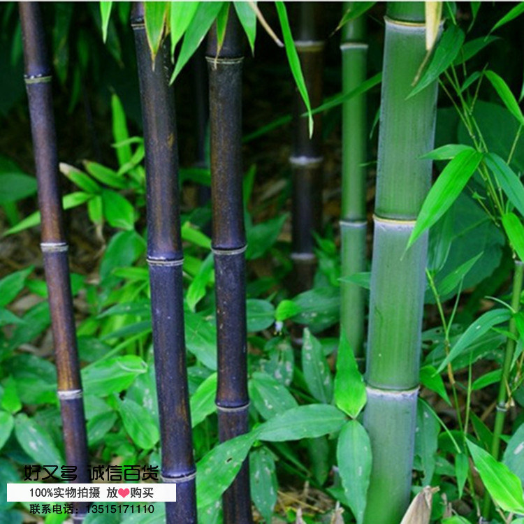 庭院植物 紫竹苗 青竹苗 金镶玉竹苗 罗汉竹佛肚竹绿化工程竹子苗