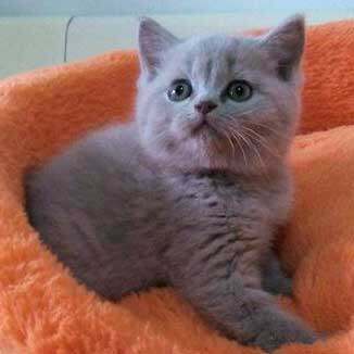 【萌猫】英国短毛猫 高品质纯种英短蓝猫 超萌大包子脸蓝猫小灰灰