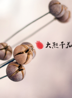 含笑创意摆设客厅装饰植物干花