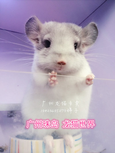 2个大月 龙猫宝宝  银斑DD 广州实体店 现售中