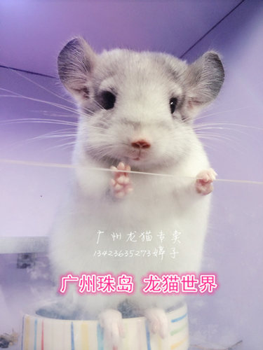 2个大月龙猫宝宝银斑广州