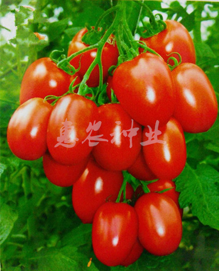小番茄种子老品种西红柿种孑四季高产易种蔬菜籽苗红圣女种籽柿子-封面