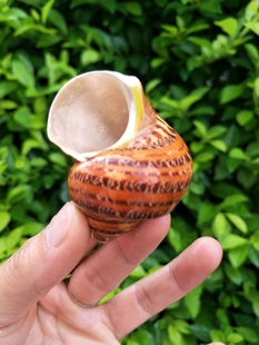 海螺贝壳 条纹螺 卷贝鱼寄居蟹专用壳鱼缸水族箱装饰品