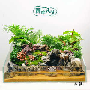 水陆苔藓微景观 超白三角缸  成品水陆生态缸 创意礼物 居家装饰