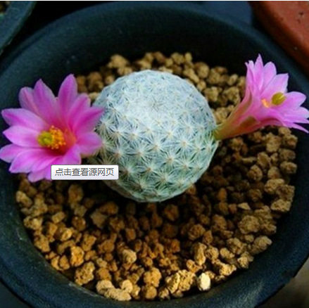 天羽多肉 砍頭苗白鳥 1cm 多肉種苗 多肉植物在類目 鮮花速遞/花卉仿真/綠植園藝, 創意迷你植物中 - 來自Buy2taobao.com提供專業的淘寶代購服務