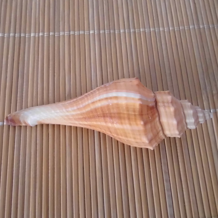 天然海螺贝壳红号螺 长香螺 火炬螺 鱼缸水族造景装饰 拍摄道具