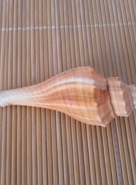鱼缸造景长香螺天然海螺贝壳