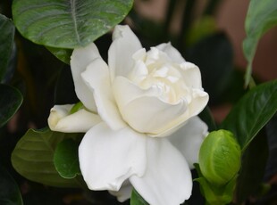 栀子花四季种植耐荫清香室外庭院阳台花苗室内四季绿植花卉小苗