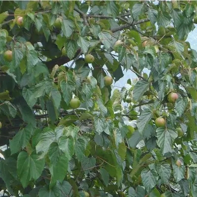 山桐果鲜桐果油桐根果汁桐油果汁=祛=疣=丝状=瘊=子桐子树苗叶