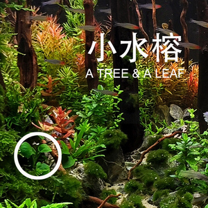 厂家水榕合集 小水榕 迷你榕 瓦利斯榕 前景草 一木一叶 水草 造