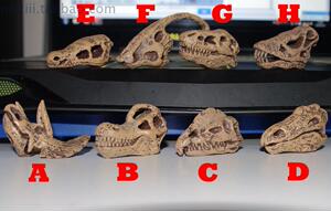 外贸正版 仿真 恐龙头骨化石模型 玩具 摆件
