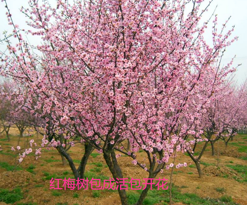 特价包邮出售，红梅树，绿梅树，乌梅树 包开花包成活 包邮