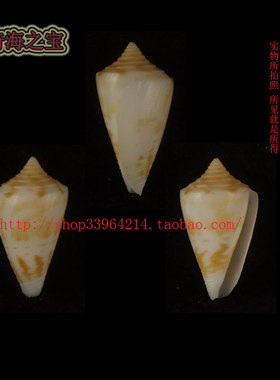 海螺（一图一物）2.3CM 火焰芋螺 少见品种 标本收藏 8645