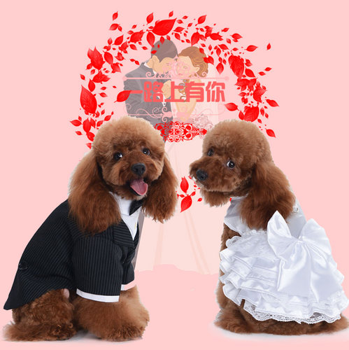 吉娃娃贵宾西装婚纱礼服比熊