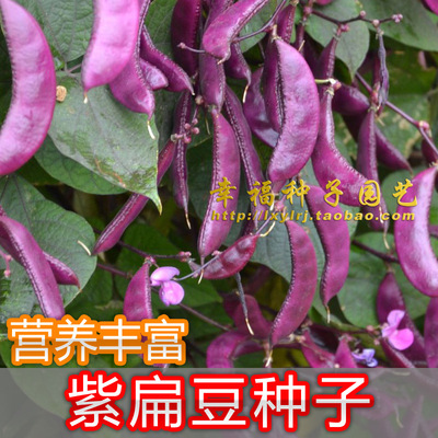 梅豆峨眉春夏播种紫扁豆