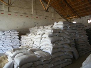 纯燕麦价格 马饲料马粮 一吨3900元 优质皮燕麦 OATS 精料