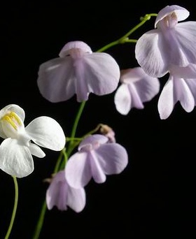 食虫植物-小肾叶狸藻Utricularia nephrophylla捕蝇草茅膏菜