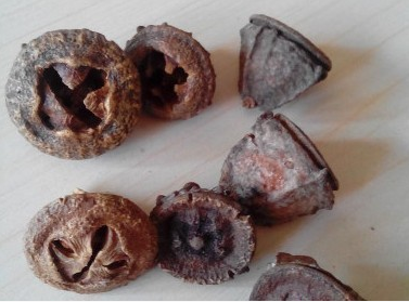 金钟菩提子散珠 一口钟通货 D菩提