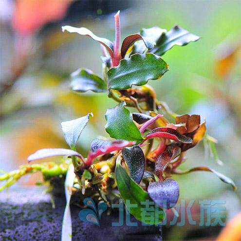 辣椒榕雅典娜athenal