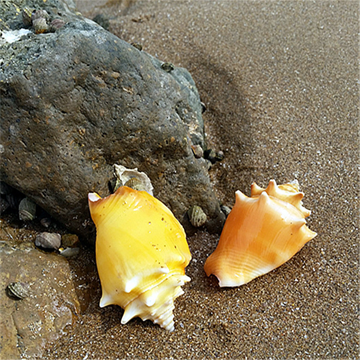 贝壳海螺 金拳螺 胭脂螺4-6厘米 鱼缸造景装饰 拍摄道具家居摆件