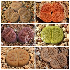 富贵玉混种子20粒+ Lithops hookeri mix生石花阳台六六多肉