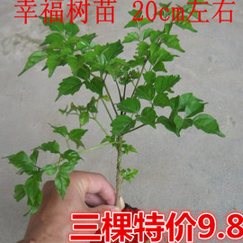 平安树幸福树盆栽，大型绿植花卉树苗，小盆栽室内客厅办公室植物