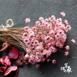 巴西小星花迷你小雏菊干花花束真花风干满天星干花装饰网红永生花