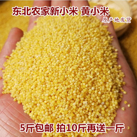 东北农家新小米黄小米自产宝宝米月子米小米粥杂粮小黄米500g