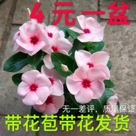 长春花盆栽天天开带花苞，观花植物五叶梅庭院，客厅盆栽花卉四季开花