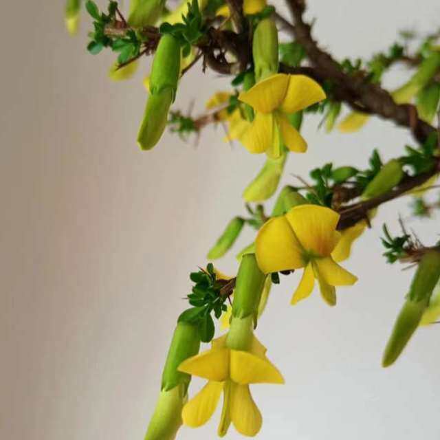 耐寒食用树苗植物庭院盆栽阳雀花南雀锦鸡黄金金雀花种植阳台]雀