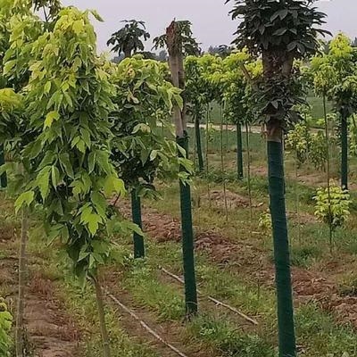 布保湿布缠苗布绕l圃树护布树服佳植物缠绕无纺布Y缠布条耐冻