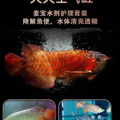 麦宝硝化细菌鱼缸用净水剂水质稳定剂消化活菌R水族用品细菌屋陪