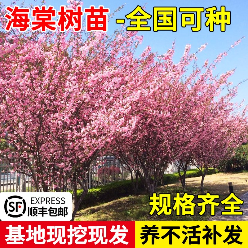 海棠树苗西府垂丝海棠重瓣老桩乔木室外庭院植物花卉四季开花现货