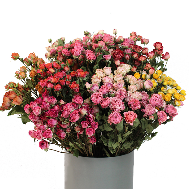 新品种多头小玫瑰真花蔷薇干花泡泡滴胶手工diy相框花材家居装饰