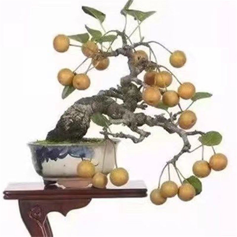 棠梨盆景精品怪桩根艺小老桩素材悬崖矮霸文人开花果阳台观果观花