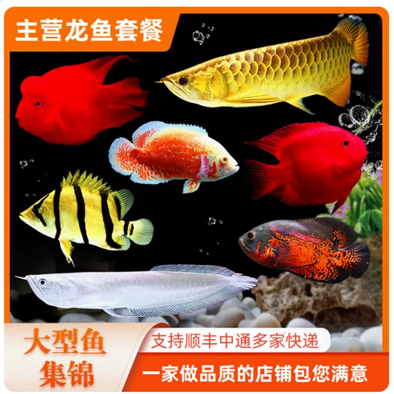 速发七彩银龙金龙黄红眼白子黄化龙鱼鹦鹉地图罗汉淡水热带大型观图片