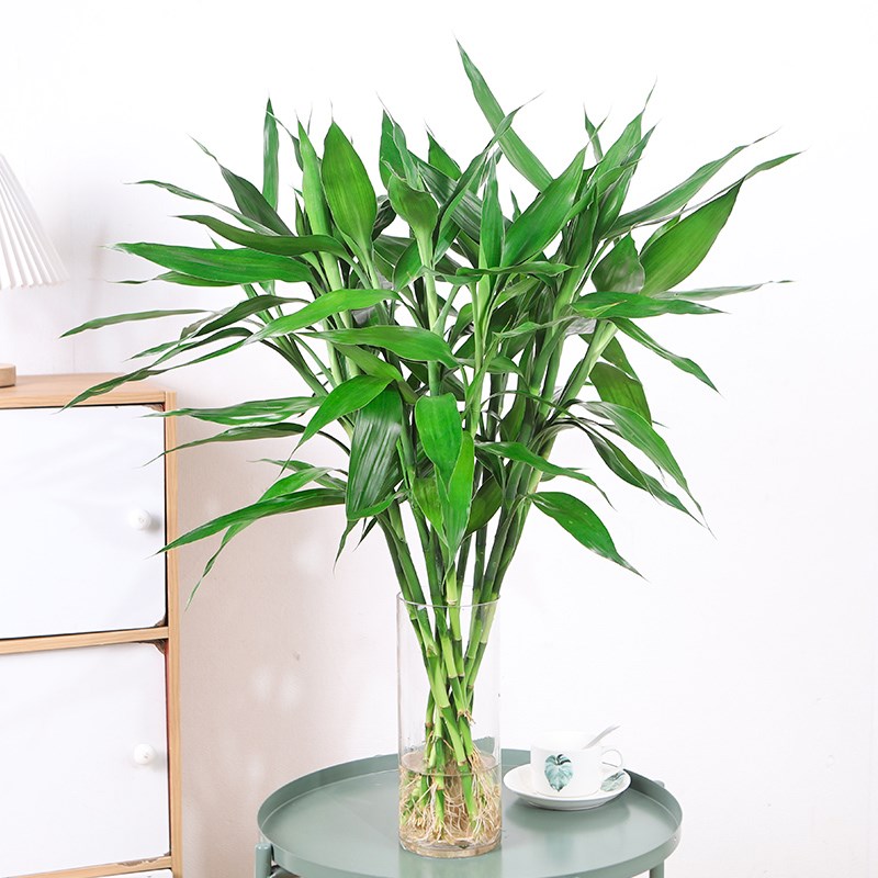 带根富贵竹平安富贵大叶竹水培水养绿植花卉室内客厅办公净化空气